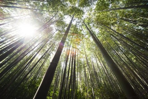 如果你要达到目标，首先要学会扎根