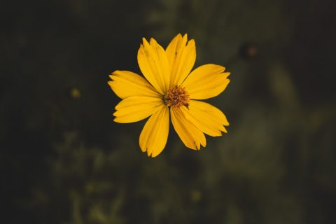 培养新员工的五个要点